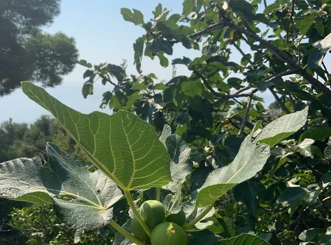 Nova Santa-Maria-di-Lota