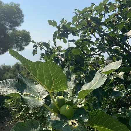 Nova Santa-Maria-di-Lota