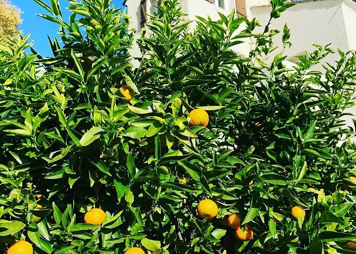 Apartment Nova Santa-Maria-di-Lota